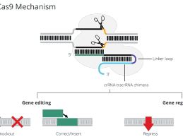 CRISPR