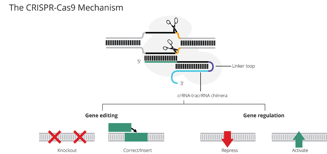 CRISPR