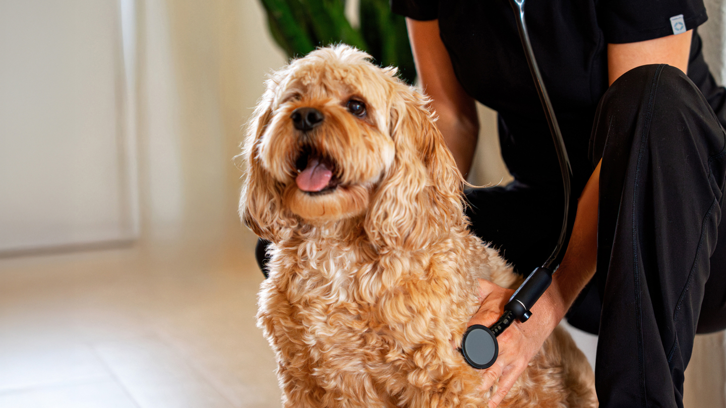 Boehringer Ingelheim and Eko Health Partner to Bring AI-Powered Heart Disease Detection to Veterinary Medicine