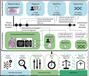 AI Breakthrough: New Model Predicts Cancer Mutations from Routine Pathology Slides, Streamlining Treatment Decisions