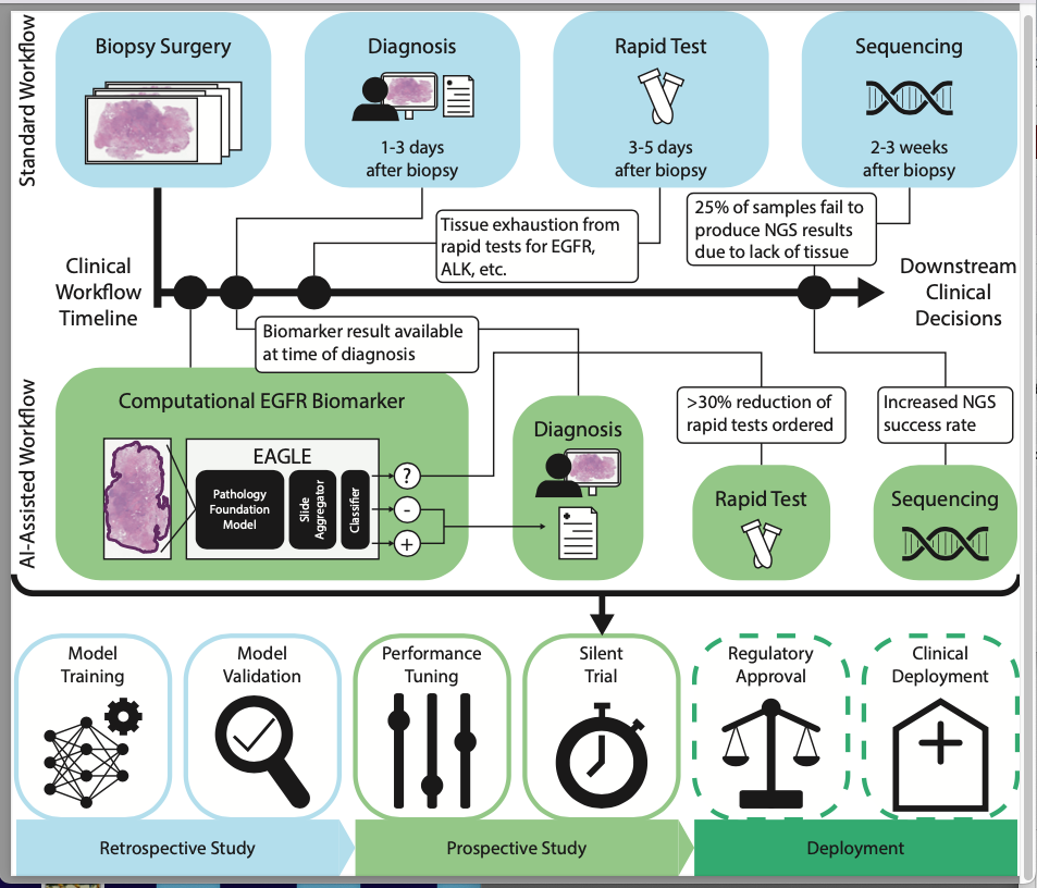 AI Breakthrough: New Model Predicts Cancer Mutations from Routine Pathology Slides, Streamlining Treatment Decisions
