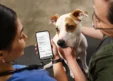 Boehringer Ingelheim and Eko Health Launch AI Heart Murmur Detection for Dogs