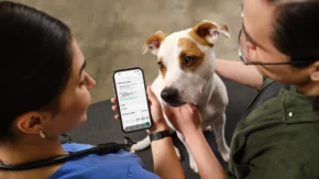 Boehringer Ingelheim and Eko Health Launch AI Heart Murmur Detection for Dogs