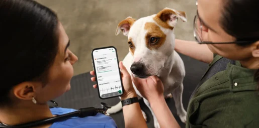 Boehringer Ingelheim and Eko Health Launch AI Heart Murmur Detection for Dogs